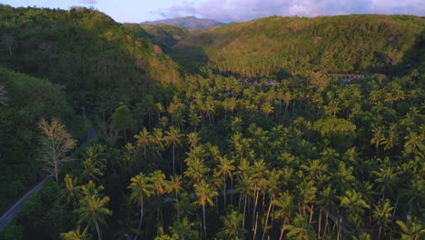 vista a vista de pájaro de un bosque de cocos en la isla de nusa penida, indonesia