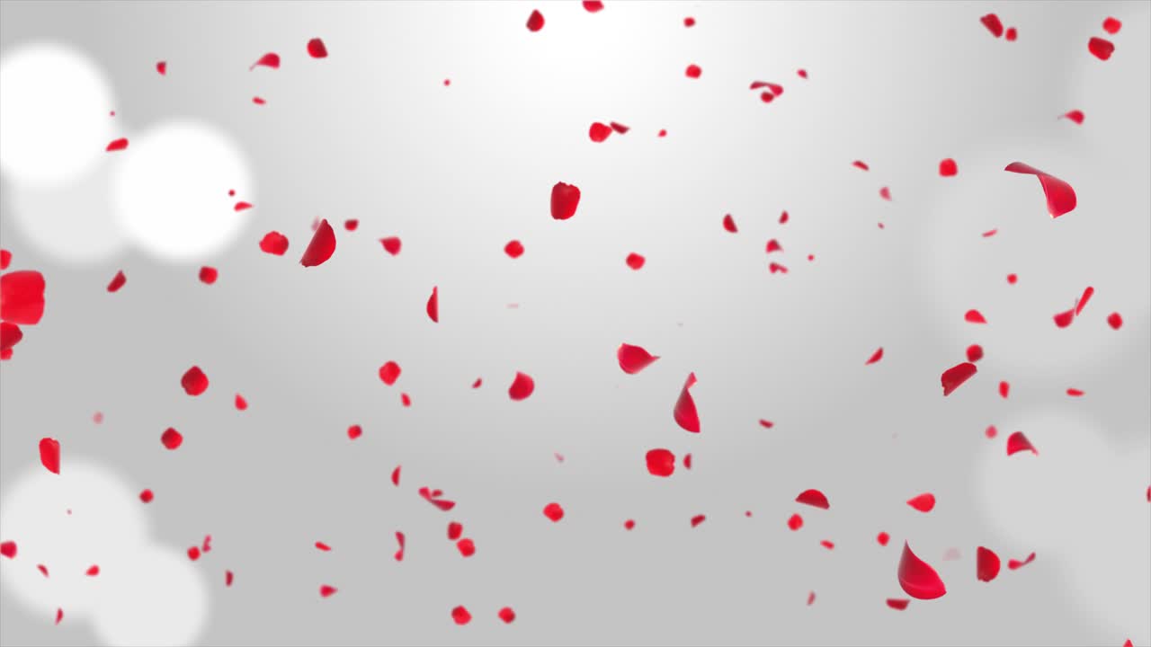 I petali di rosa rossa cadono