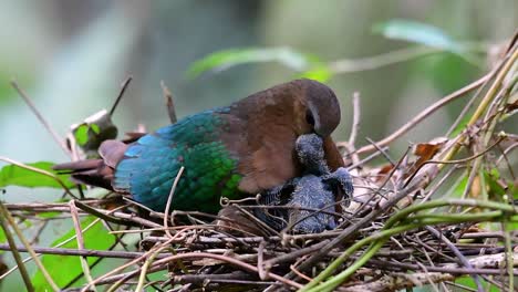 the common emerald dove is common to asian countries and it's famous for its beautiful emerald coloured feathers