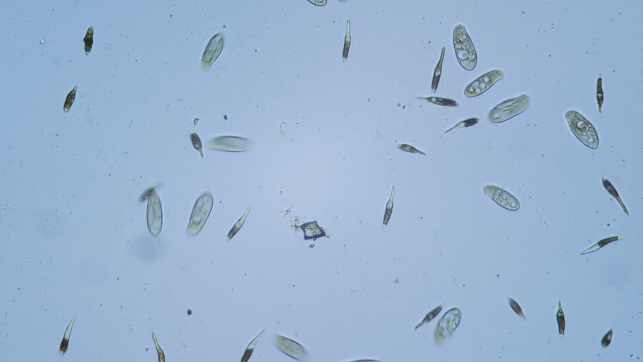 Protozoa single cell organisms in microscope bright field