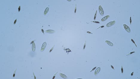 protozoos organismos unicelulares en microscopio campo claro