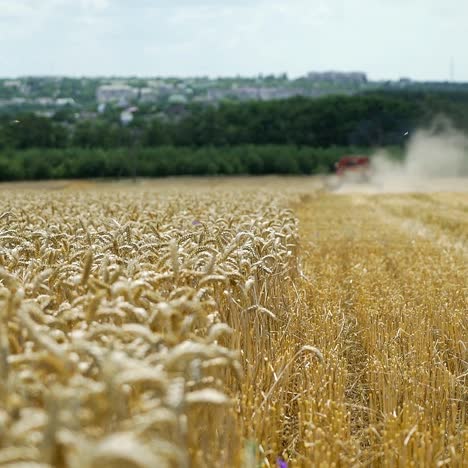 working harvesting combine in the field of wheat