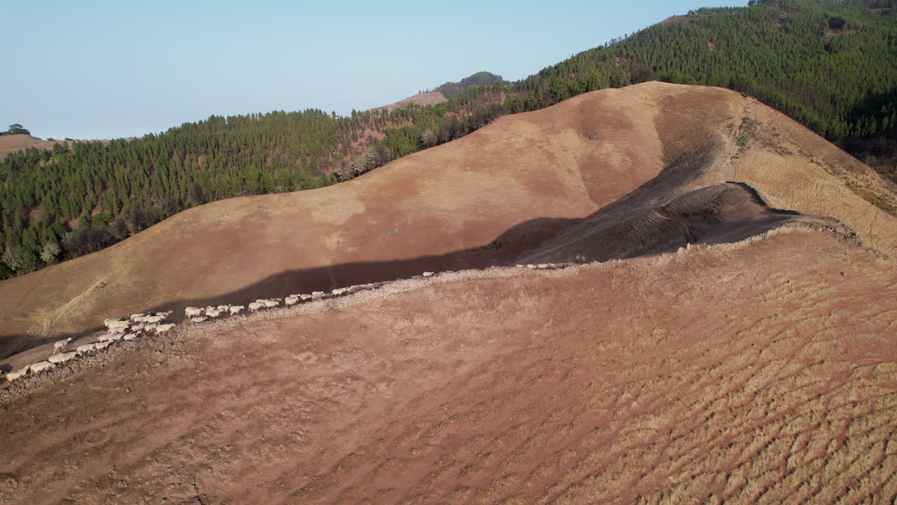 화창한 날 산이 있는 언덕 위를 걷는 양 떼의 공중 전망