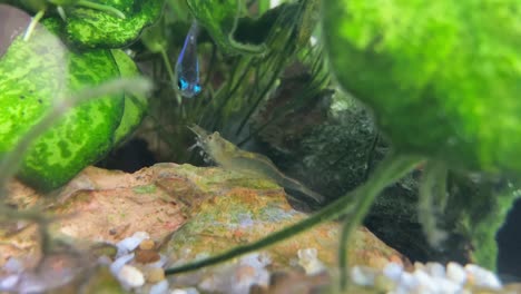 fresh water ghost shrimp stands on a dragon stone in a tropical fish aquarium with neon tetra fish in the background