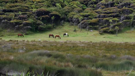 Plano-General-Que-Muestra-Una-Manada-De-Caballos-Pastando-Frente-A-árboles-Tropicales-En-Crecimiento-En-Una-Colina-En-La-Bahía-De-Los-Espíritus,-Nueva-Zelanda