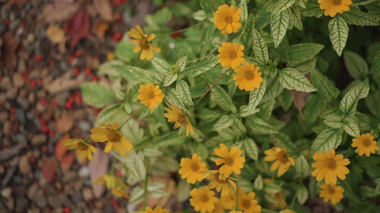 Primo piano di fiori gialli con foglie variegate, aiuola illuminata dal sole su sfondo di ghiaia, toni autunnali caldi e bokeh morbido, petali delicati e fogliame verde denso, catturati da una prospettiva dall'alto.