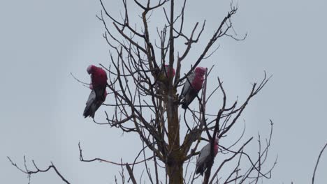 lots of galah birds sitting on top of tree branch