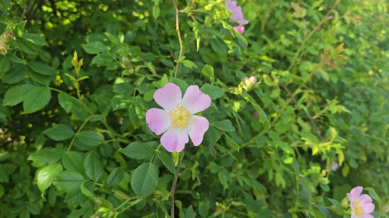 Close-up of wild rose (Rosa canina) flowers blooming outdoors