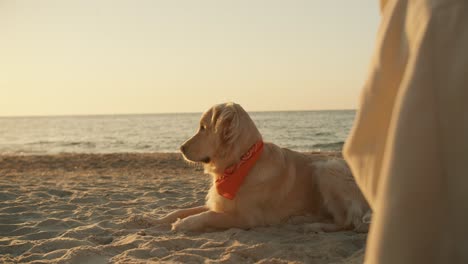 A-dog-of-light-coloring-sits-on-a-sunny-beach-by-the-sea-in-the-morning