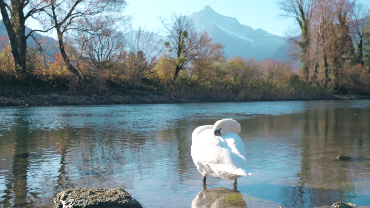 스위스 발렌슈타트 (walenstadt) 에서 가을의 나무와 산과 함께 발렌세 (walensee) 연안에 있는 백조