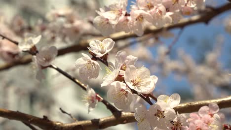 white apricot cherry blossom flowers