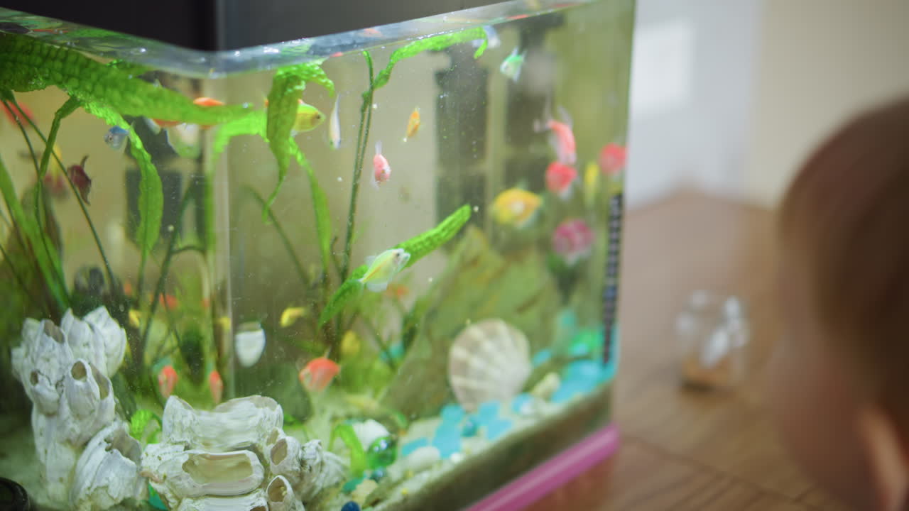 Child points finger at colorful fish swimming inside aquarium with green plants, shells, stones, and decorations, showing curiosity and wonder while observing underwater life closely in bright indoor setting