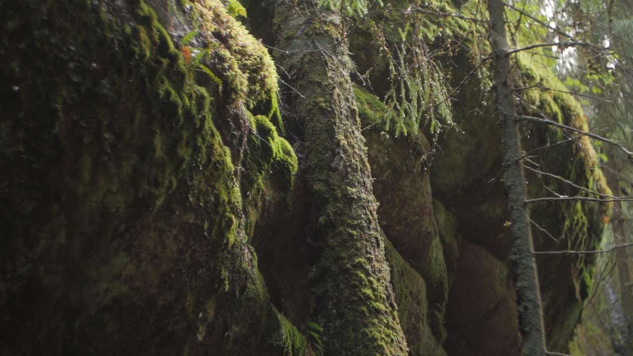 gotas de agua de una enorme montaña rocosa en cámara lenta del bosque, musgo y bosque cambiante, lluvia