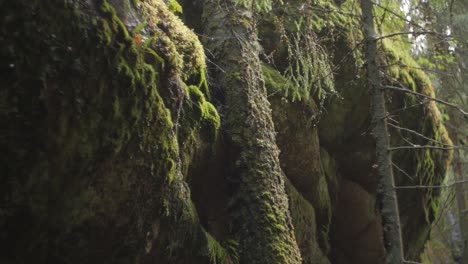 Water-drops-from-huge-rock-mountain-in-forest-slow-motion,-moss-and-moody-forest,-rain