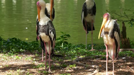 painted storks by the water