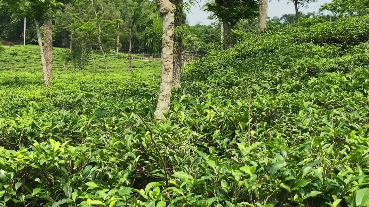Pan view from top hillside showing green tea bushes in Khadimnagar, Sylhet