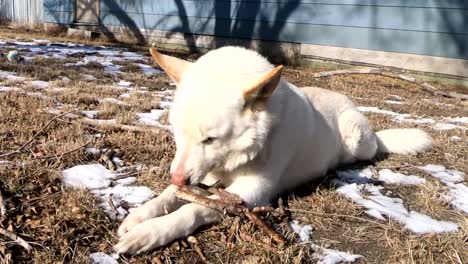 Weißer-Husky-Hund,-Der-Im-Hinterhof-Liegt-Und-Auf-Einem-Ast-Kaut