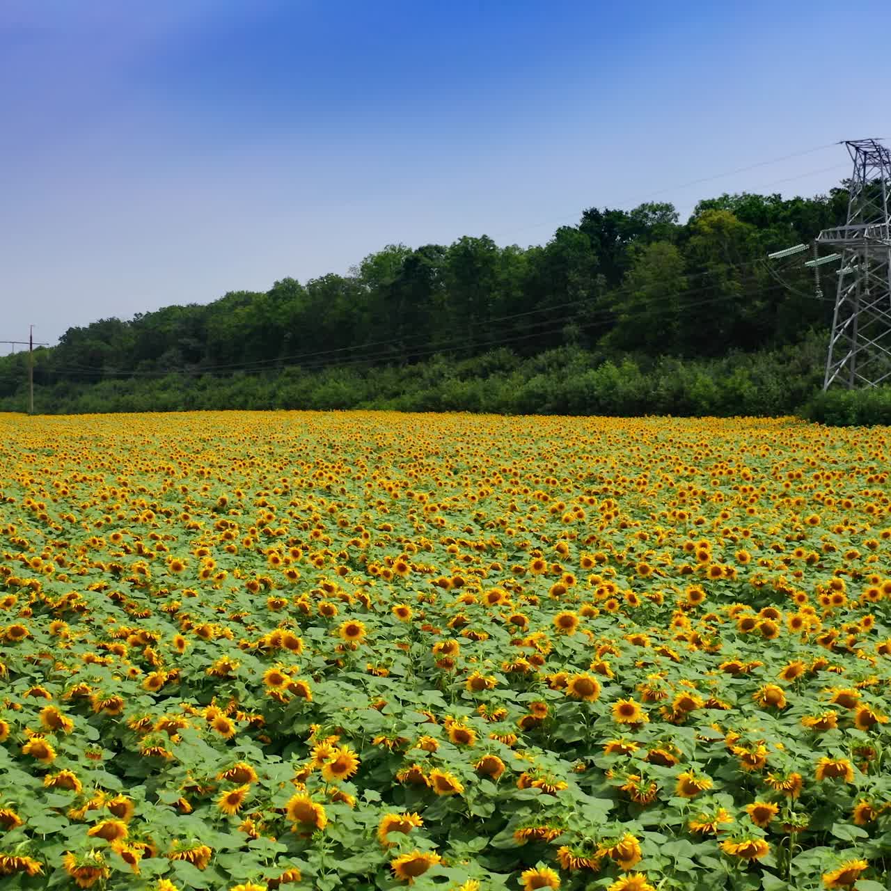 Girasoli in fiore sotto le linee di trasmissione. Campo con piante agricole gialle in fiore sotto un cielo blu. Linee elettriche ad alta tensione su un campo di girasoli.