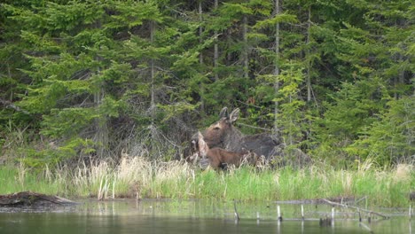 A-very-small-moose-calf-stays-near-its-mother-while-she-rests-along-the-shore-of-a-pond-on-an-overcast-morning