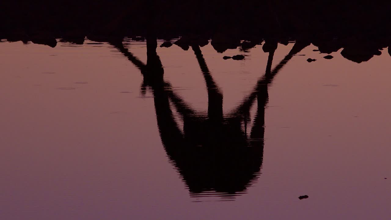 Remarkable shot of a giraffe drinking reflected in a watering hole at sunset or dusk in Etosha National Park Namibia