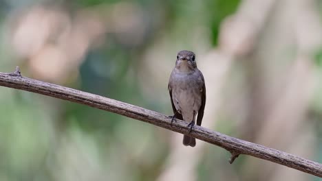 The-Asian-Brown-Flycatcher-is-a-small-passerine-bird-breeding-in-Japan,-Himalayas,-and-Siberia