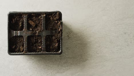 overhead video of seedling tray filled with organic soil and bark pieces, with copy space