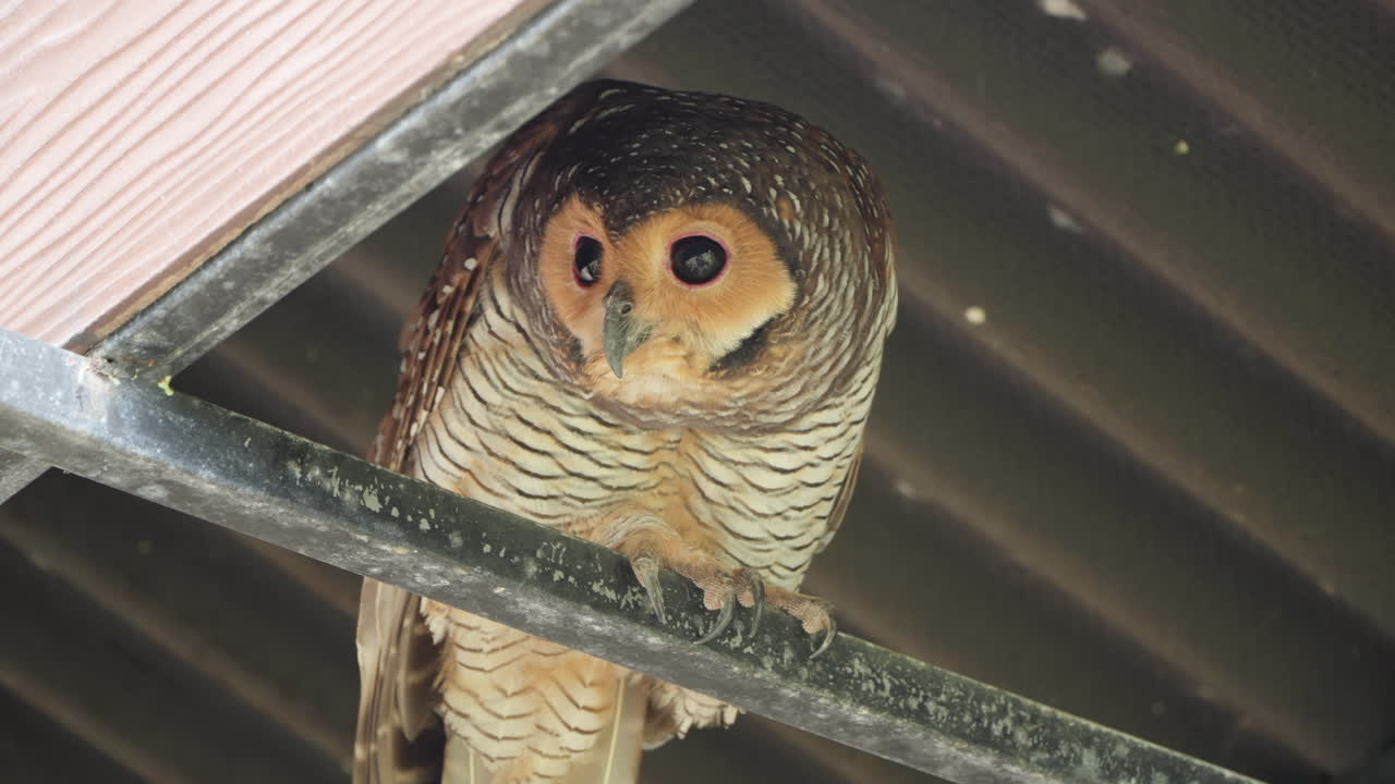 Close-up of a beautiful owl perched on a metal bar