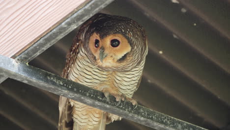 close-up of a beautiful owl perched on a metal bar