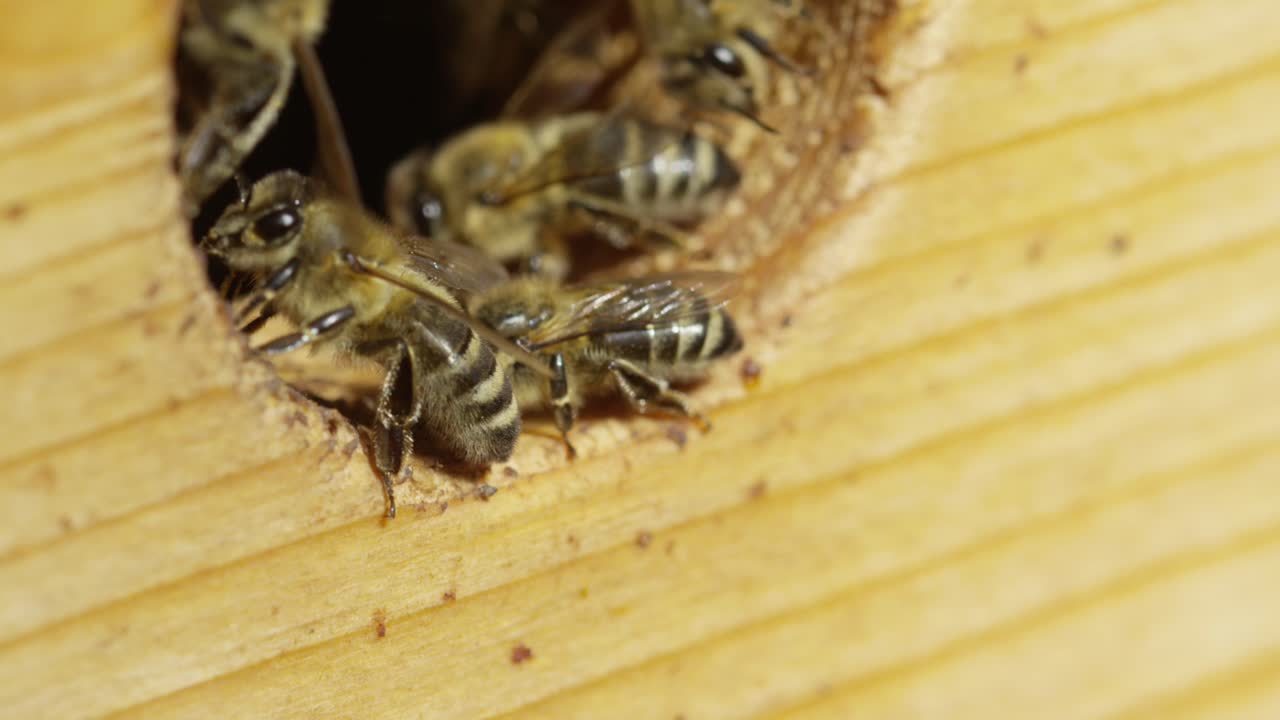 벌집 입구에  ⁇ 벌, 따뜻하고  ⁇ 은 날, 자연과 정글, 빨간 4k