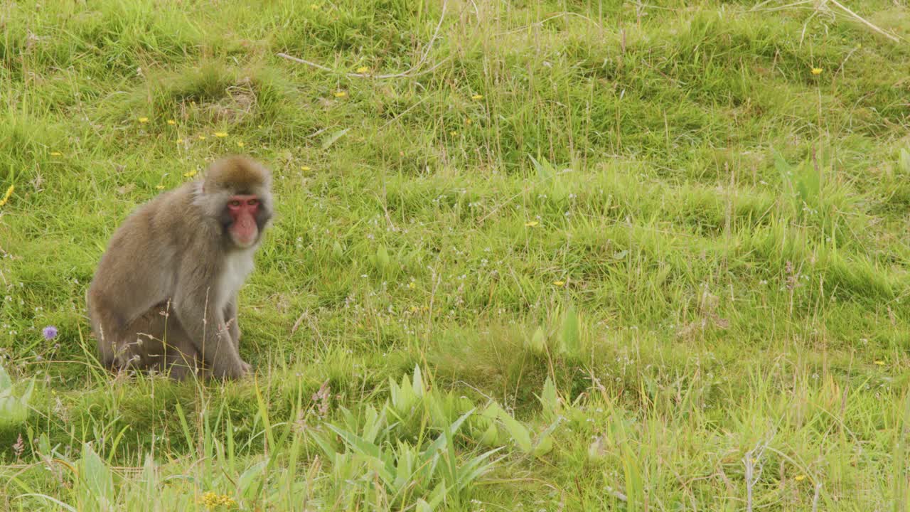 A Japanese macaque sits and forages in a lush green field under soft natural daylight, with minimal camera movement and a calm atmosphere