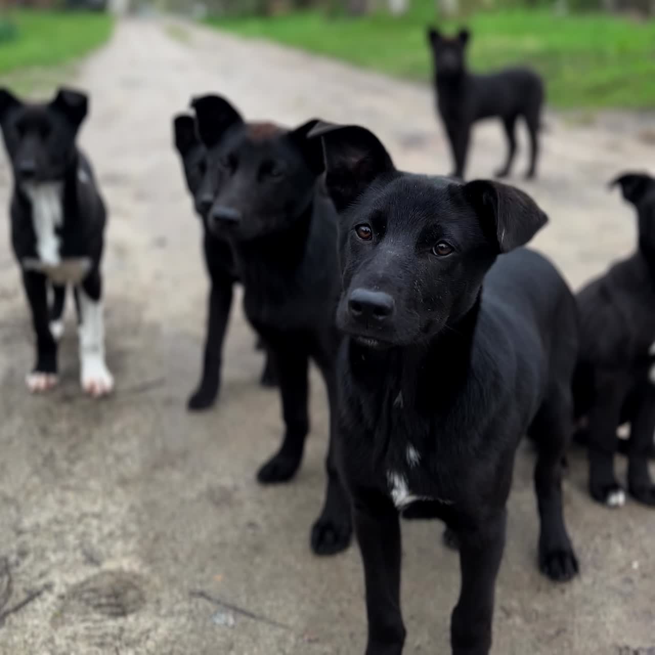 Big doggy family hungry for food, running up to a hand hoping for a treat. Stray black and white puppies in the countryside