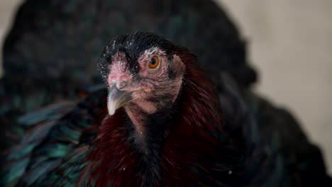 Close-up-View-Of-Rooster-Head-In-The-Zoo