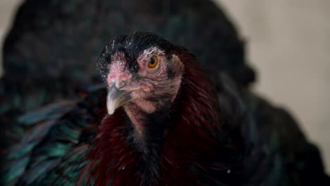 vista de cerca de la cabeza de gallo en el zoológico