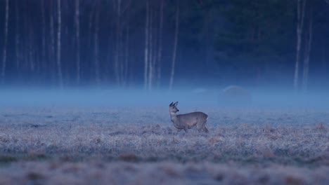roe deer in dry grass meadow in early morning dusk with little fog
