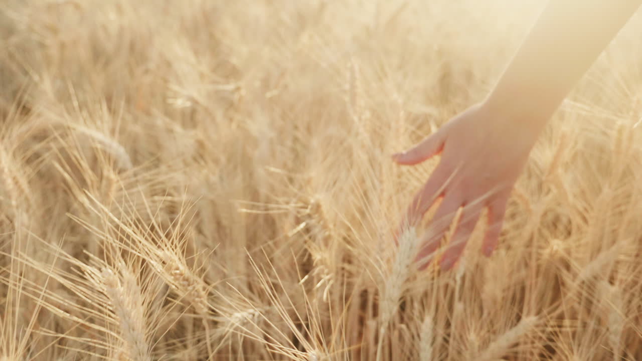 밝은 노란색 밀의 작은 이삭을 통해 여성 손 1