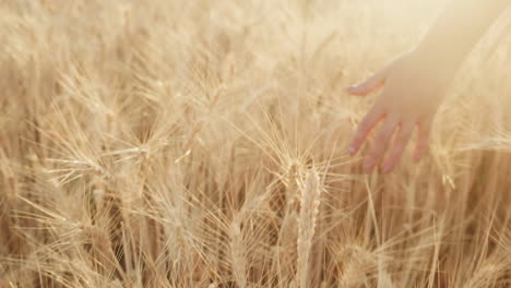 female hand over spikelets of bright yellow wheat 1