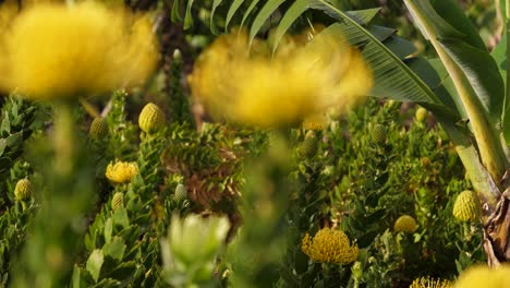 Plantación-Amarilla-De-Leucospermum,-Primer-Plano,-Natural