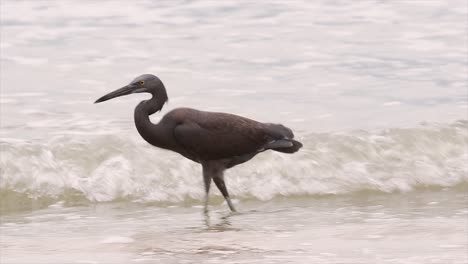 the pacific reef heron can be found in different oceanic areas in asia and can be difficult to identify when it is in its light morph