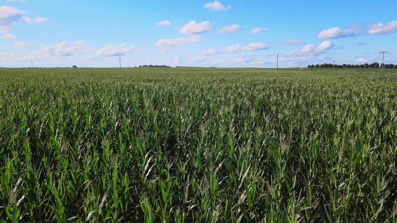 Drone of La Pampa corn crop showing dense plant rows in agricultural landscape