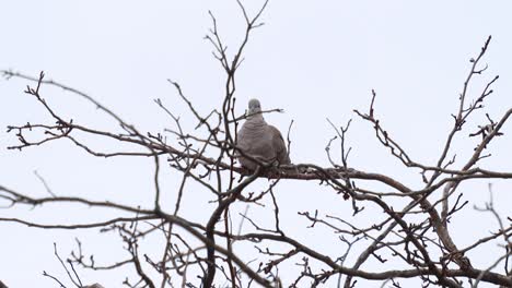 ring necked dove alert in a winter tree winter 2021