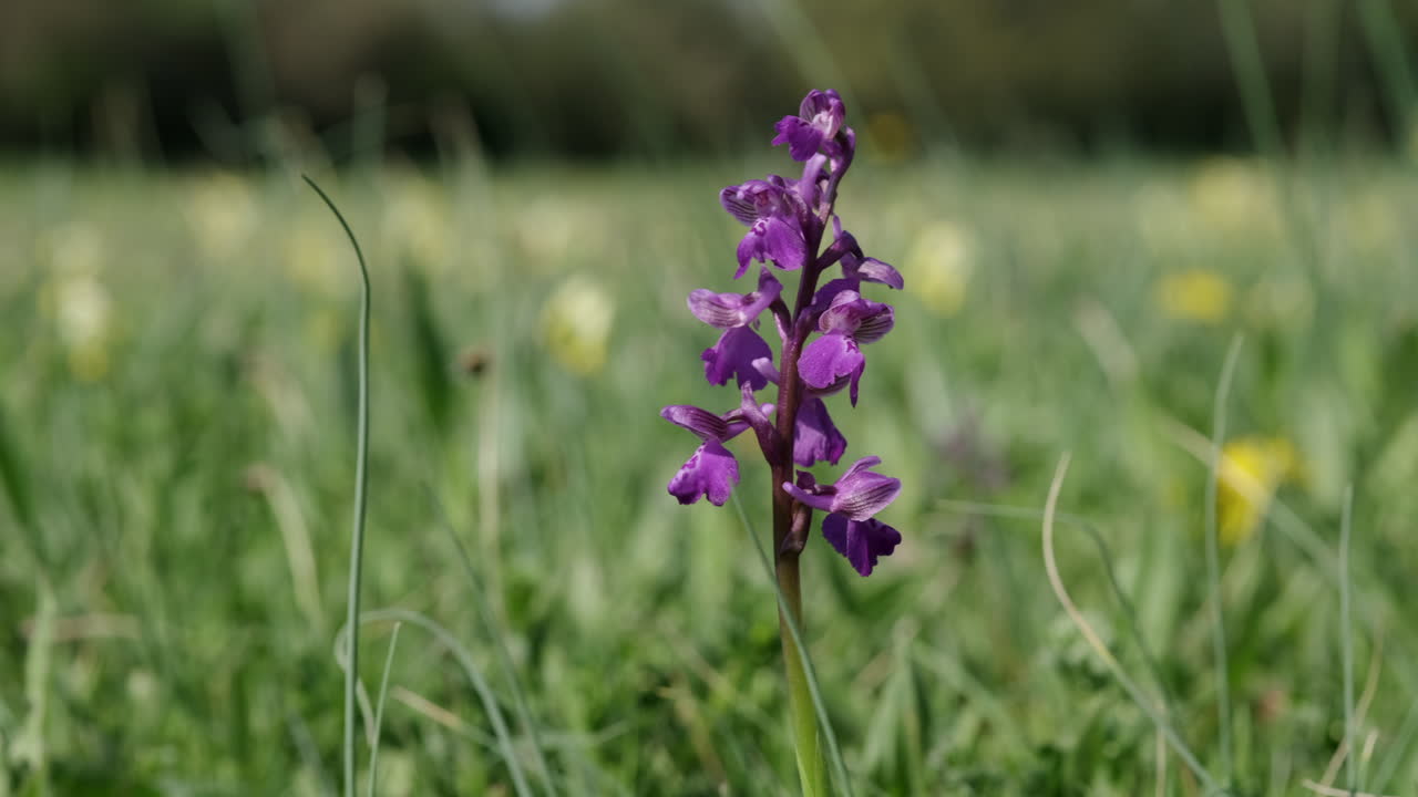 la rara orquídea alada verde que florece en primavera en un prado en worcestershire, inglaterra