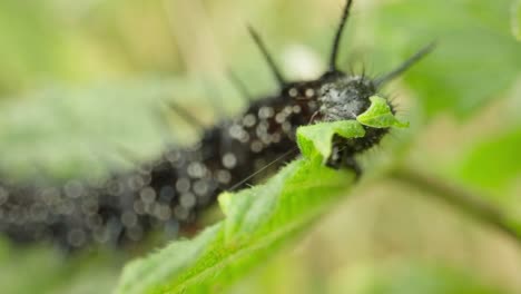 macro of peacock butterfly caterpillar crawling on leaf establishing natural insect detailed life feeding and crawling