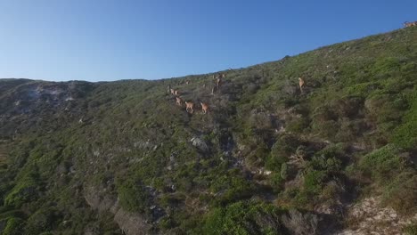 Reserva-Natural-De-Cape-Point,-Sudáfrica