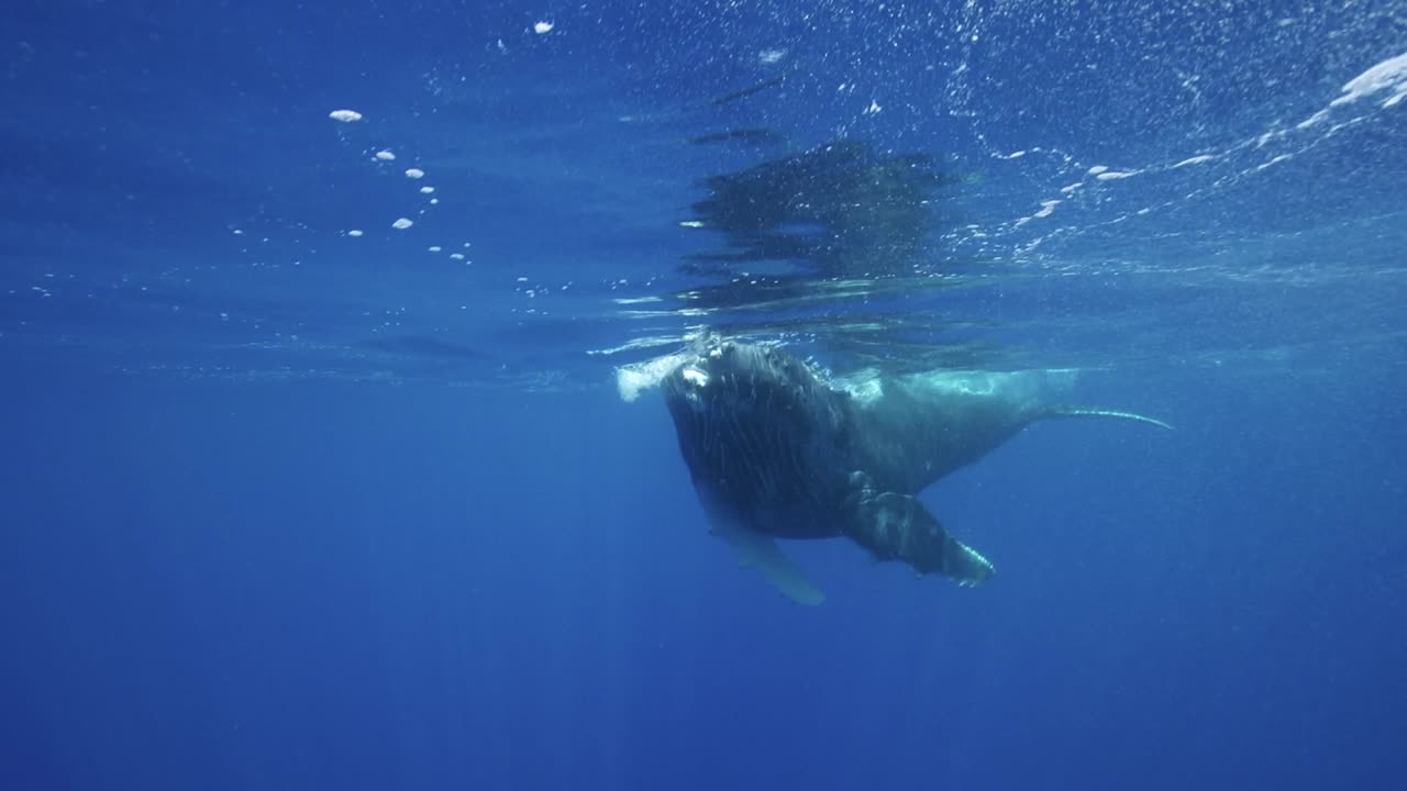 어린 혹등고래는 타히티 섬, 남태평양, 프랑스령 폴리네시아 주변의 맑은 물에서 슬로우 모션으로 접근합니다.