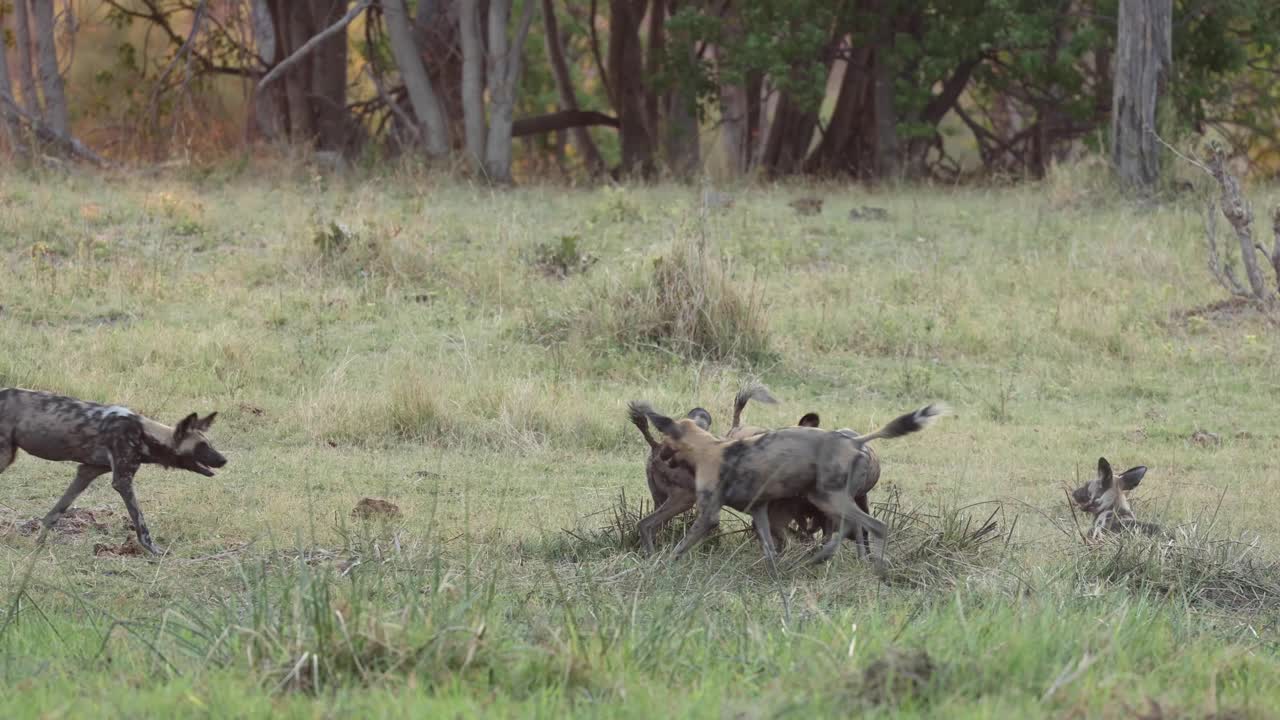 Totalbillede af en flok vilde hunde, der leger i skumringen, Khwai Botswana