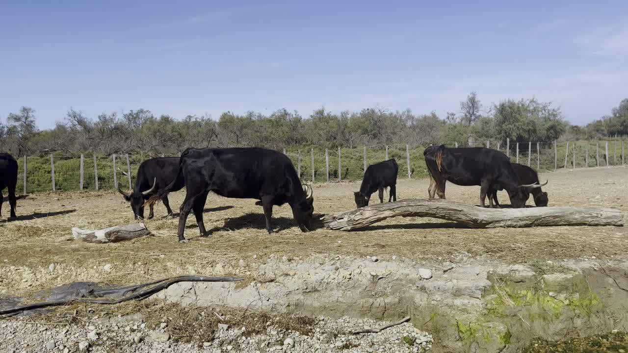Un bue su terreno incolto, con grandi corna, in cerca di cibo sul suolo arido, sotto il sole, in un ambiente di felci e querce, nella riserva naturale.