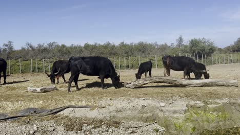 Ox-garden-on-fallow-land-with-big-horns-and-looking-for-food-on-the-dry-ground-in-the-sun-of-fern-oak-in-the-nature-reserve