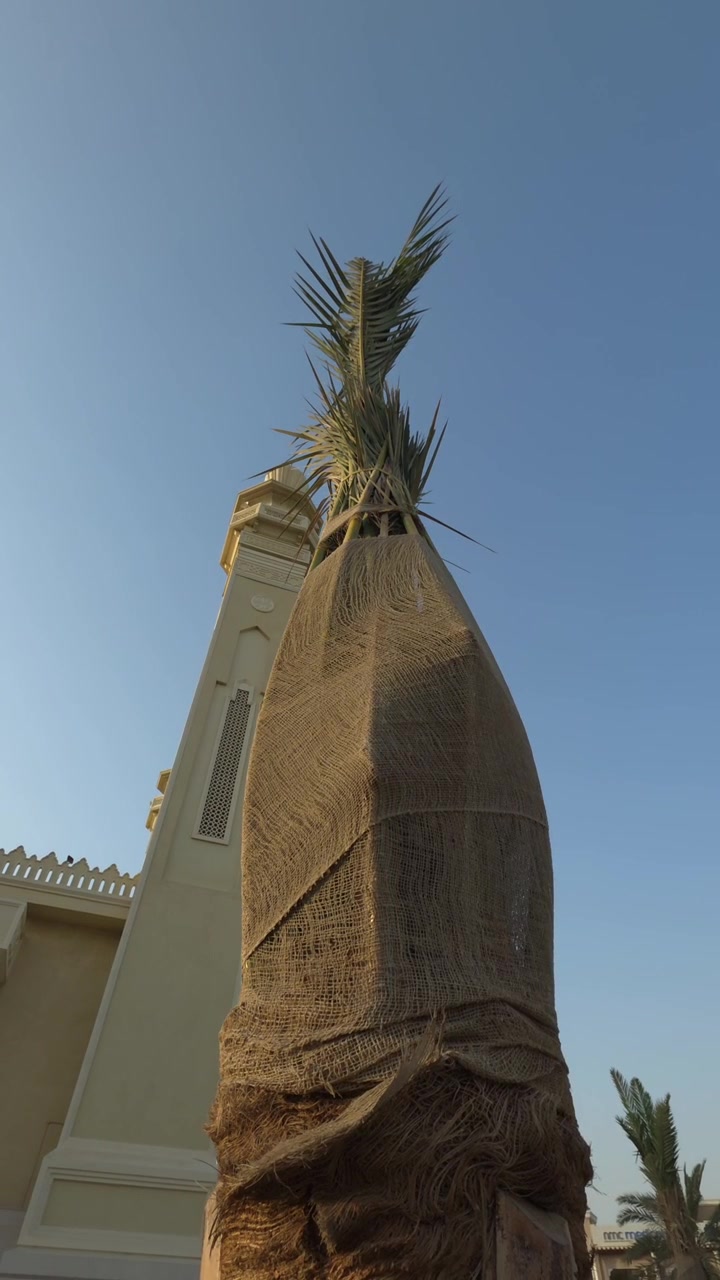 Palme avvolte in iuta per protezione contro il freddo e gli insetti