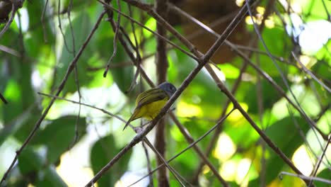 Seen-from-under-while-perched-on-a-small-branch-in-the-forest-then-it-flies-away