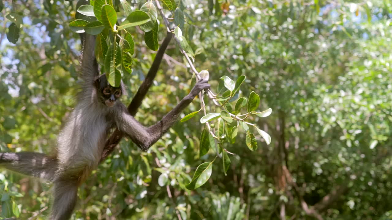 ángulo ancho de mono araña colgando de los árboles en el bosque tropical en algún lugar de méxico